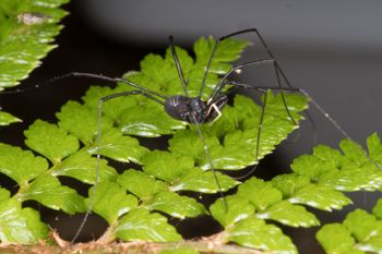 Media type: image; Invertebrate Zoology 152007